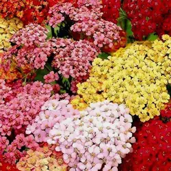 بذر گل بومادران الوان زینتی