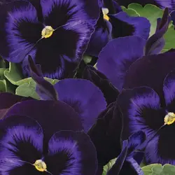 بذر بنفشه بنفش