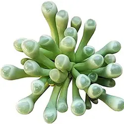 بذر ساکولنت فنستراریا