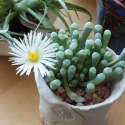 بذر ساکولنت فنستراریا