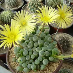 بذر ساکولنت فنستراریا