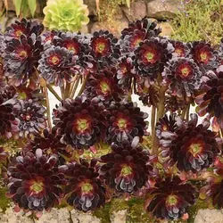 بذر ساکولنت آئونیوم آربوریوم آتروپورپورئوم