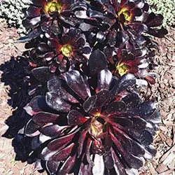 بذر ساکولنت آئونیوم آربوریوم آتروپورپورئوم