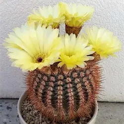 بذر کاکتوس نوتو اسکلوسری