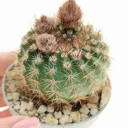 بذر کاکتوس نوتو اسکلوسری