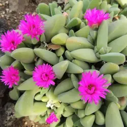 بذر ساکولنت صد کله