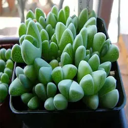 بذر ساکولنت صد کله