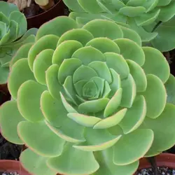 بذر ساکولنت گل رز