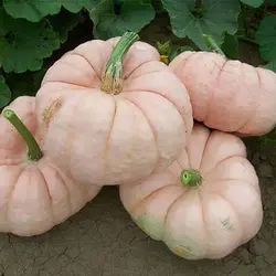 بذر کدو تنبل عروسک سفالی صورتی