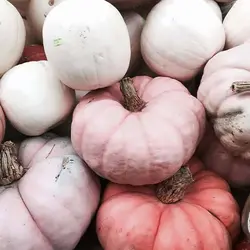 بذر کدو تنبل عروسک سفالی صورتی