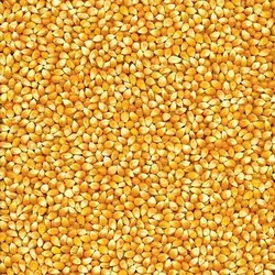 بذر ذرت زرد پاپ کورنی