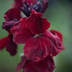 بذر گل شب بو خیری قرمز