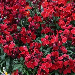 بذر گل شب بو خیری قرمز