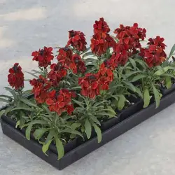 بذر گل شب بو خیری قرمز