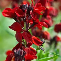 بذر گل شب بو خیری قرمز