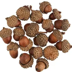 بذر بلوط اکرونز