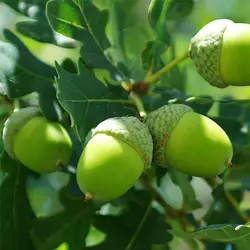 بذر بلوط اکرونز