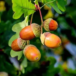 بذر بلوط اکرونز