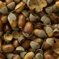 بذر بلوط اکرونز