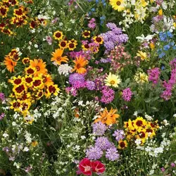 بذر گل های باغی دسته گلی میکس