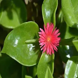 بذر گل ناز یخی