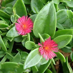 بذر گل ناز یخی