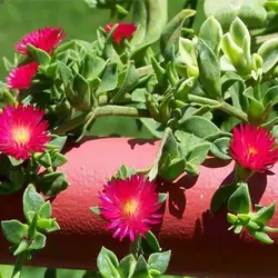 بذر گل ناز یخی