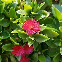 بذر گل ناز یخی