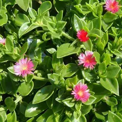 بذر گل ناز یخی