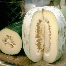 بذر کدو واکسی