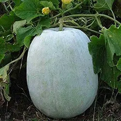 بذر کدو واکسی