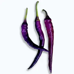 بذر فلفل قلمی تند بنفش
