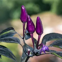 بذر فلفل قلمی تند بنفش