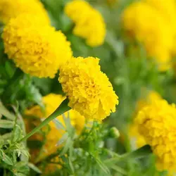 بذر گل جعفری زرد