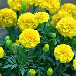 بذر گل جعفری زرد