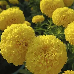 بذر گل جعفری زرد