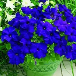 بذر گل اطلسی آبی