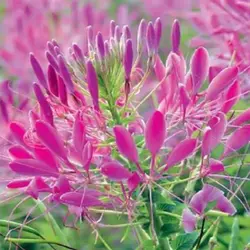 بذر گل لیلیوم چلچراغ رز