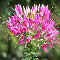 بذر گل لیلیوم چلچراغ رز