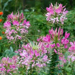 بذر گل لیلیوم چلچراغ رز