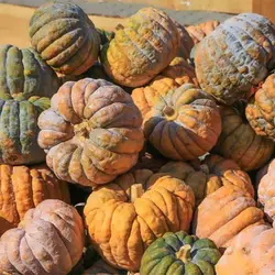 بذر کدو عروسکی میکس
