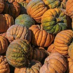بذر کدو عروسکی میکس