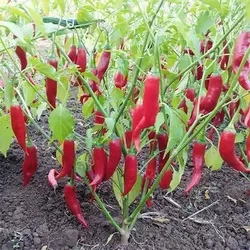 بذر فلفل چیلی سوئیت قرمز