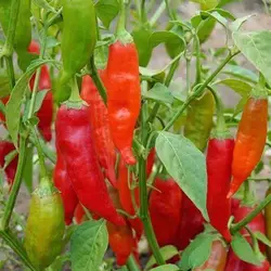 بذر فلفل چیلی سوئیت قرمز