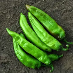 بذر فلفل غول پیکر بیگ جیم