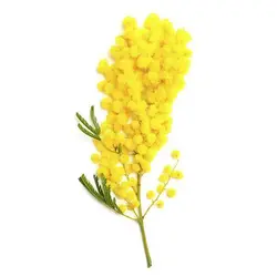 بذر درخت آکاسیا برگ خنجری