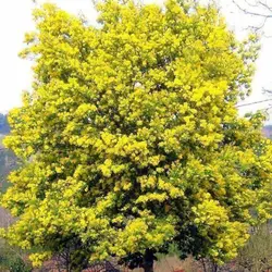 بذر درخت آکاسیا برگ خنجری