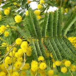 بذر درخت آکاسیا برگ خنجری