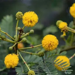 بذر درخت آکاسیا برگ خنجری