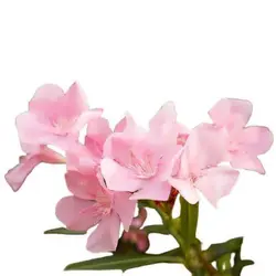 بذر گل خرزهره سفید و صورتی